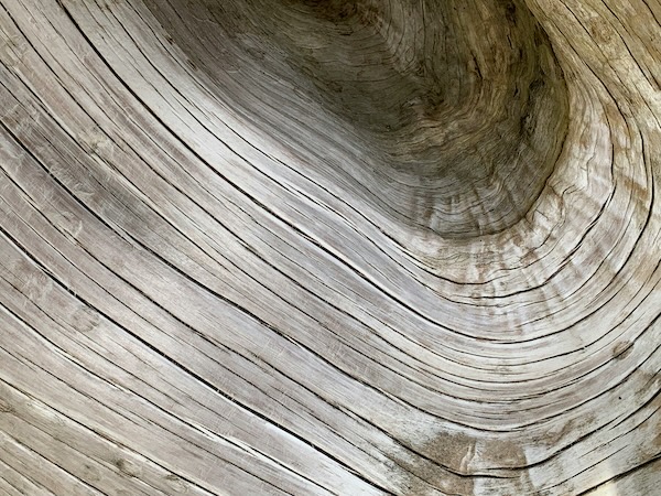 Tree rings